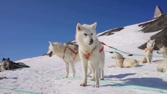 雪橇犬、马具、绳索、哈士奇