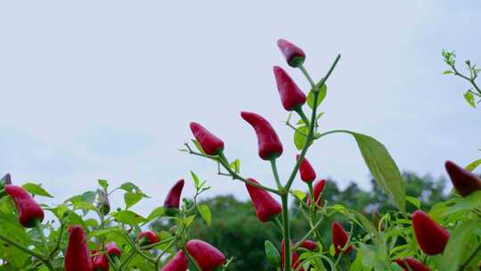 辣椒丰收种植基地采购生产素材