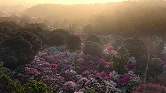 杭州植物园梅花