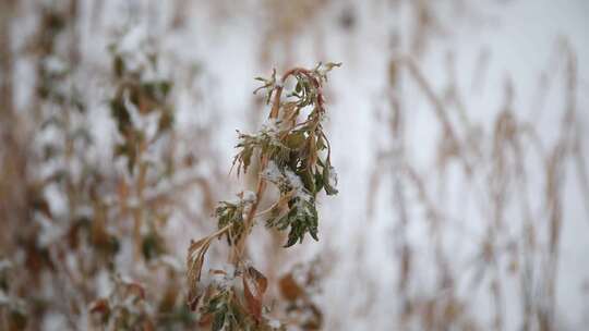 冬季雪花飘落到植物上的雪景视频素材模板下载