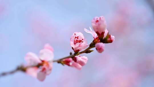春天盛开的粉色桃花碧桃山桃花朵特写