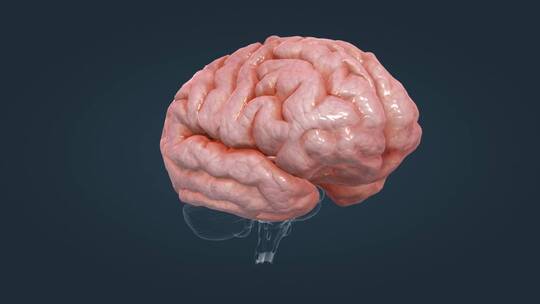 医学动画人体器官大脑中枢神经全息三维动画