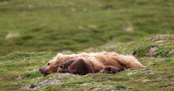 野外母熊带着小熊幼崽在草地上打闹休息