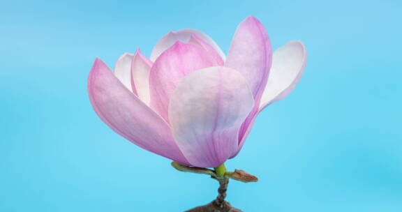 粉红色玉兰花绽放在蓝色背景上的的延时