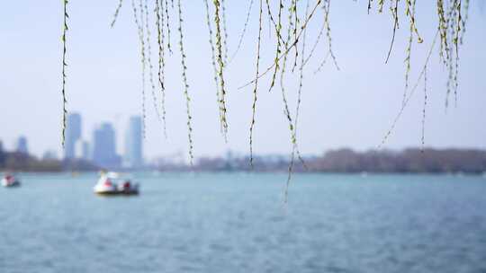 春天南京玄武湖边柳树柳枝和柳芽在风中摇摆