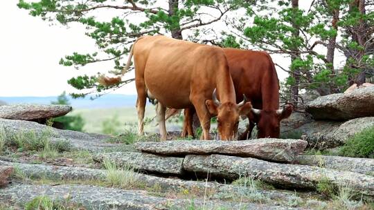 在乡下放牧的棕色奶牛