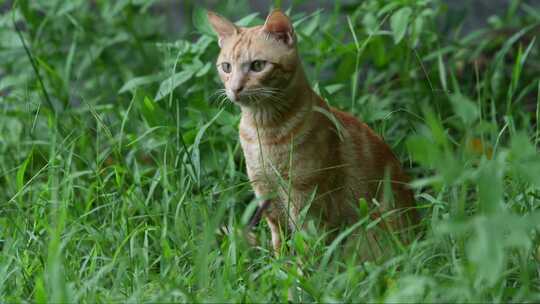 一只猫在草地上栖息