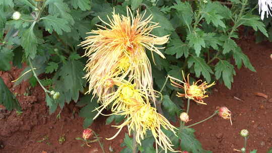 菊/菊花节/秋菊