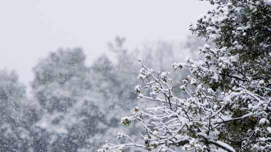 雪，冬天，秋天，暴雪娱乐