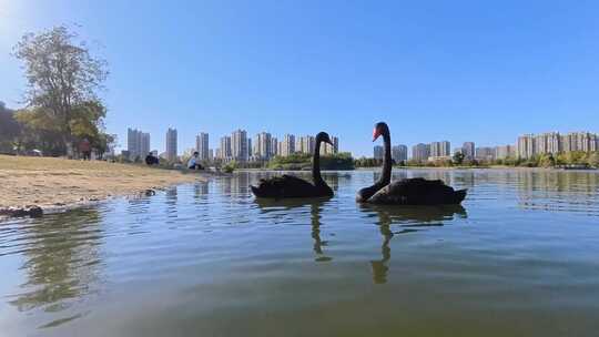 南京仙林湖公园黑天鹅形成爱心状