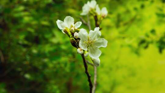 4K鲜花桃花樱花绽放盛开植物生长延时合集