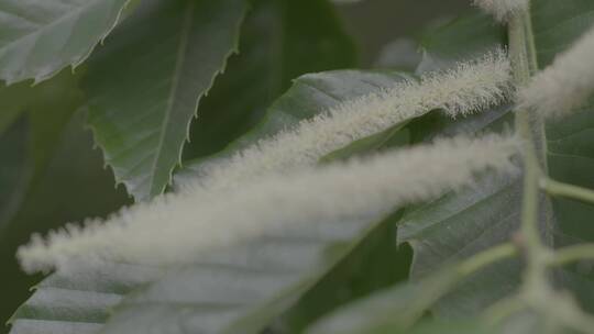 一支栗子花的特写LOG视频素材模板下载