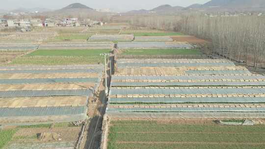 蔬菜大棚 大棚蔬菜 蔬菜基地 芹菜种植