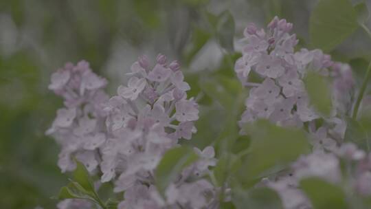 丁香花微距LOG