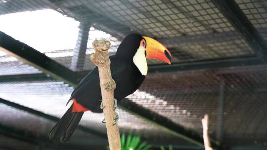 巨嘴鸟鵎鵼观赏鸟热带鸟