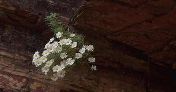 悬崖绝壁上盛开的太行菊【套组素材】09