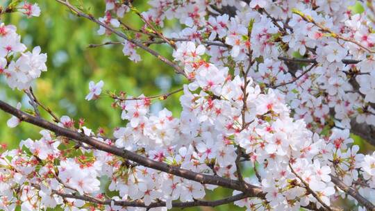 春天的樱花花朵