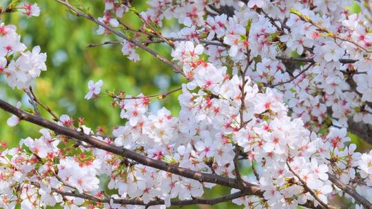 春天的樱花花朵视频素材模板下载