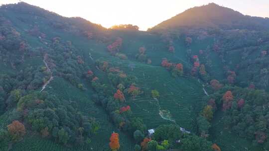 夕阳西下大山森林唯美航拍风景大自然风光杭