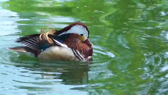 鸭子在湖里喝水视频素材模板下载