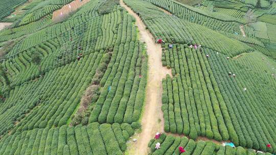 茶园摄影种植园亚洲绿色