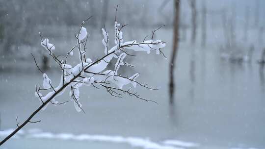 冬天雪后的枯草上的积雪