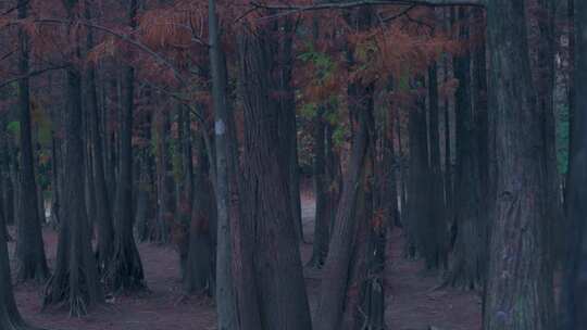 广州番禺大夫山森林公园落羽杉树林红叶视频素材模板下载