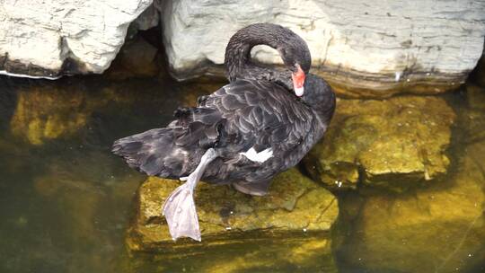 黑天鹅在岸边岩石上梳理羽毛休闲