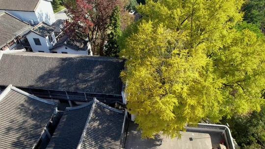 航拍南岳衡山福严寺古建筑群以及千年银杏树