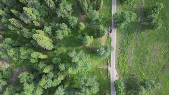 航拍新疆伊犁雪岭云杉林间公路