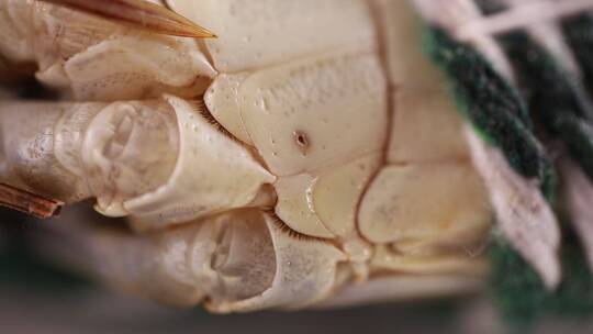 受伤蟹壳上有伤痕的大闸蟹视频素材模板下载