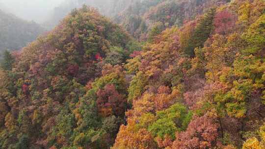 秋季森林自然风景实拍