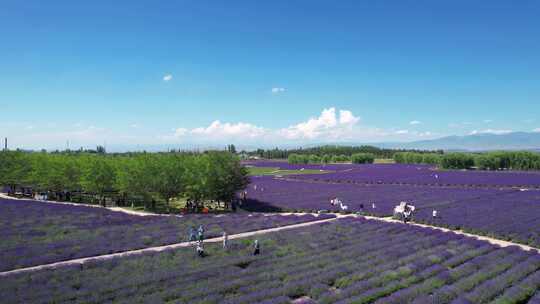 航拍新疆伊犁旅游紫色薰衣草庄园玩耍的人群