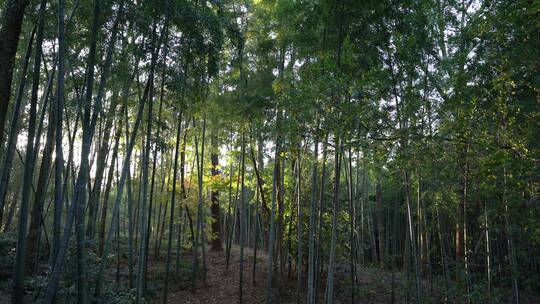 杭州西湖景区植物园