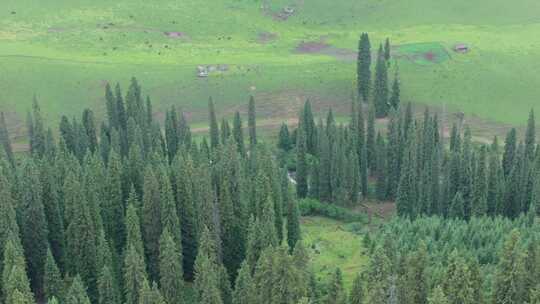 航拍夏季新疆恰西森林公园风景