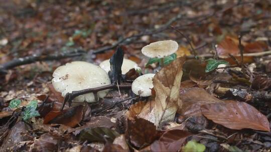 林间的蘑菇