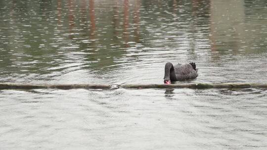 雨中戏水的黑天鹅