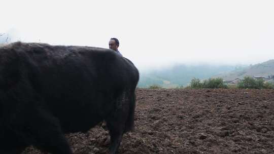 山间二牛抬杠犁地