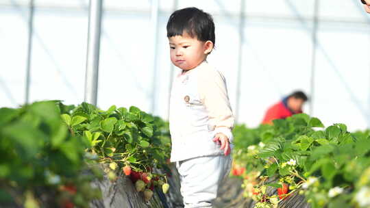 小孩在草莓地 幼儿在草莓地玩耍