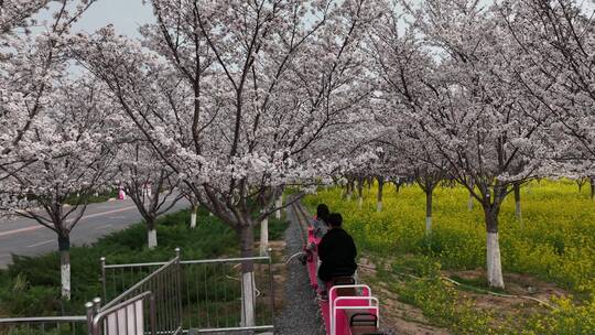 孤柏渡飞黄旅游区樱花园鲜花盛开