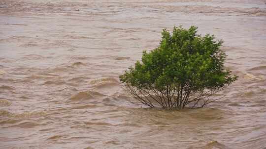 洪水过境淹没树实拍视频