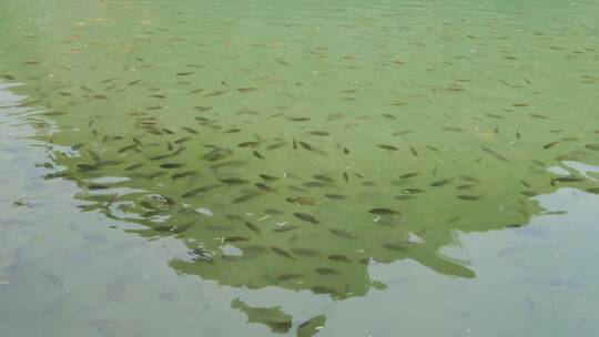 广西柳州龙潭公园大龙潭水里的鱼群