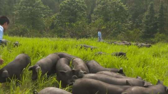 4k黑猪肉科技饲养