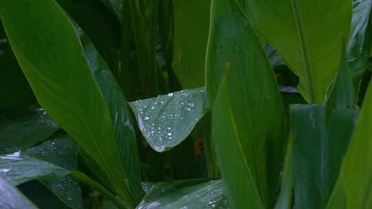 雨滴雨水绿植