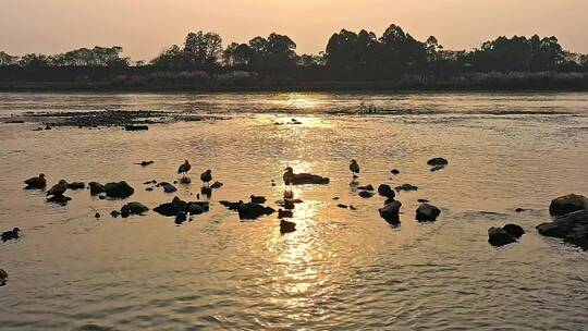 高清航拍日落夕阳江边小鸟鸭子鸟河水视频素材模板下载