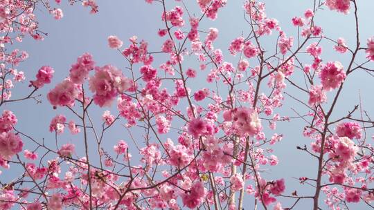春天阳光下盛开的樱花视频素材模板下载