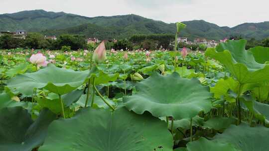 4K池塘绽放的荷花荷叶绿色花朵实拍视频