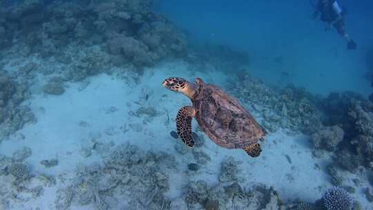 海底世界海龟视频素材模板下载