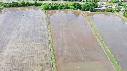 4K120p升格白鹭湿地乡村农田生态保护视频素材模板下载