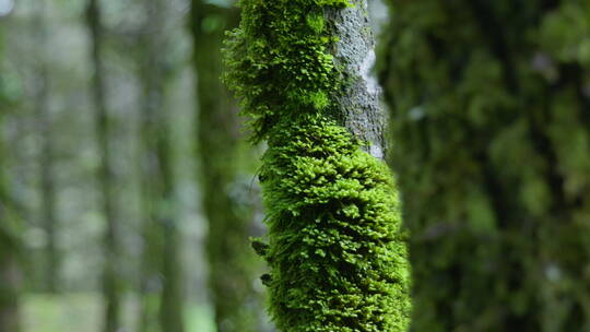 原始森林中的绿色树干